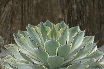 Fototapeta premium Close-up of an agave plant with silvery-green leaves and sharp, reddish spines along the edges. The plant exhibits a rosette formation and is placed in a rock garden.