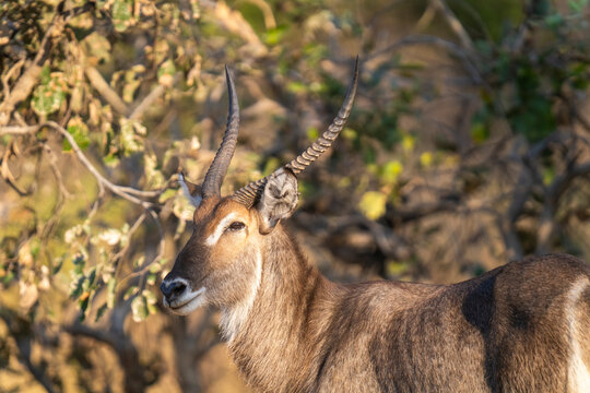 Male Waterbuck Close-Up Portrait  