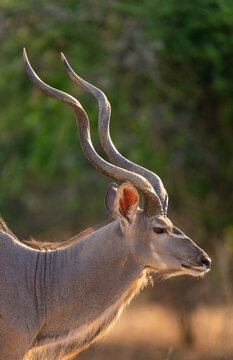 Male Greater Kudu Close-Up Portrait  