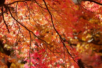 包み込まれるように綺麗な雰囲気のモミジの葉