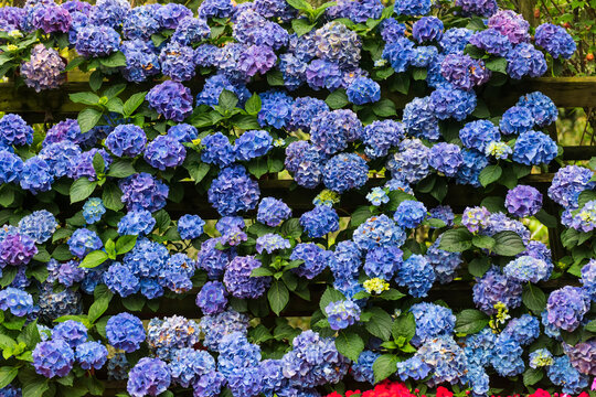 Blooming Blue Hydrangea Wall Garden In Full Summer Glory