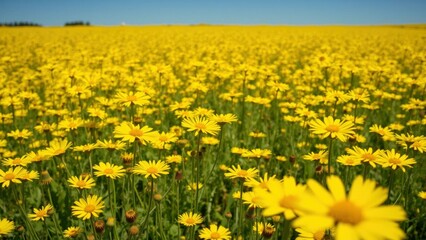 Obraz premium Vibrant Yellow Wildflower Field under Clear Blue Sky - Perfect for Nature Photography and Wall Art