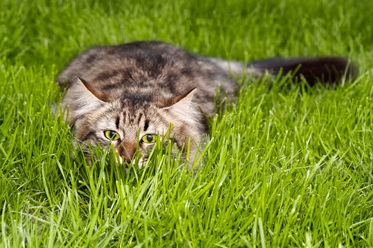 A playful tabby cat  in green grass, with her eyes focused forward, giving a look of intense curiosity or hunting behavior,