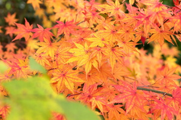 赤色に変わりつつあるもみじの葉