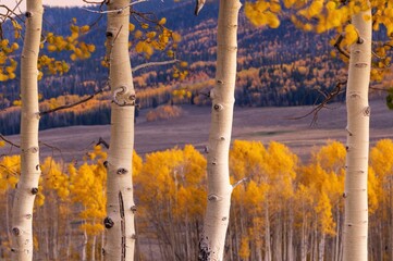 White aspen tree trunks with fall foliage at Fish Lake national park Utah