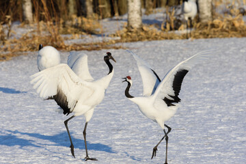 北海道　冬のタンチョウの求愛ダンス