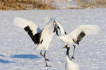 北海道　冬のタンチョウの求愛ダンス