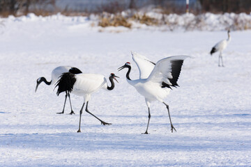北海道　冬のタンチョウの求愛ダンス
