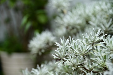 Crossostephium chinense, or Qiai, showcases dense branches and silvery, aromatic leaves, symbolizing the blend of Taiwan’s native flora with cultural traditions.