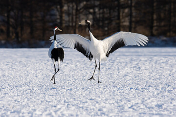 北海道　冬のタンチョウの求愛ダンス