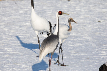 タンチョウと北海道で過すカナダヅル