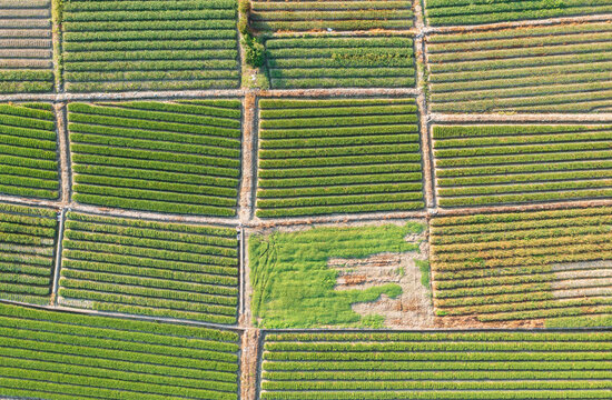 Aerial View of Neatly Arranged Agricultural Fields and Crops