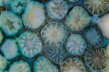 Unique pattern of natural agatized fossil coral detailed texture