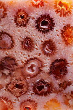 Unique pattern of natural agatized fossil coral detailed texture