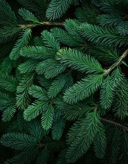 Obraz premium Deep green pine branches create a lush, textured background.