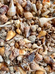 sea shells background