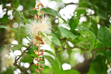 Barringtonia racemosa flowers, with their silk-like filaments, create a unique spectacle, delicately hanging from treetops in the tropical sunlight.