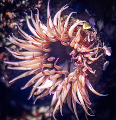 sea anemone in tidepool