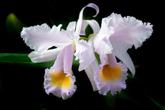 An elegant White Sobralia orchid with light purple petals and a yellow center, beautifully captured in a close-up shot, highlighting its delicate texture and intricate details,