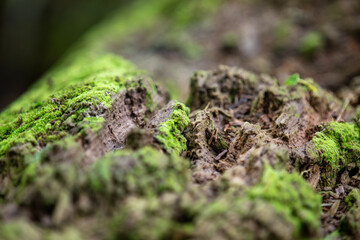 Miniature mossy landscapes (fallen tree trunks covered in moss that look like tiny planets).