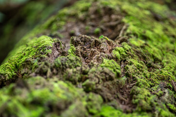Miniature mossy landscapes (fallen tree trunks covered in moss that look like tiny planets).