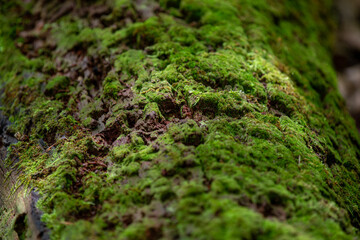 Miniature mossy landscapes (fallen tree trunks covered in moss that look like tiny planets).