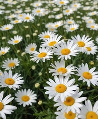 Fototapeta premium Field of white daisies with yellow centers swaying gently in the breeze, nature, field