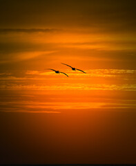 seagulls in the sunset