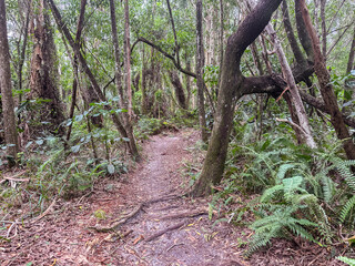 Okeeheelee Park South MTB Biking Trail, West Palm Beach, Florida