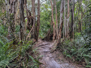 Okeeheelee Park South MTB Biking Trail, West Palm Beach, Florida