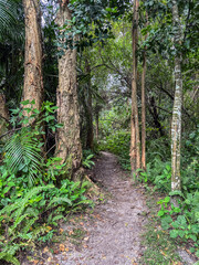 Okeeheelee Park South MTB Biking Trail, West Palm Beach, Florida