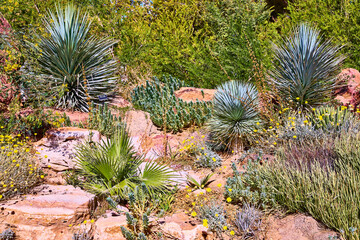 Agave and cactus in Bloom Desert Landscape Eye Level Perspective