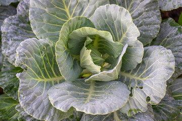 Decorative Kale in the Organic Vegetable Garden