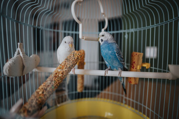 Close-up of two budgerigars, one blue and one white, sitting on a perch inside a birdcage. The...