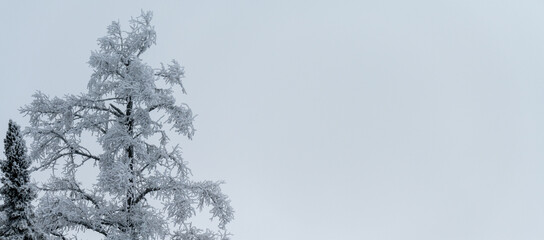 Winter tamarack tree covered in ice and snow with gray sky and room for copy
