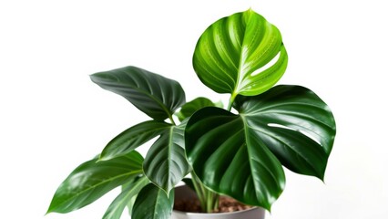 Obraz premium Vibrant Green Philodendron Plant in Pot - Perfect for Home Decor, Office Space, or Gifting - Bring Nature Indoors with This Lush, Healthy Houseplant