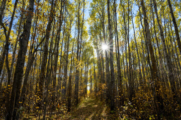 Looking though an autumn colored forest of aspen trees at the sun making a sunburst.
