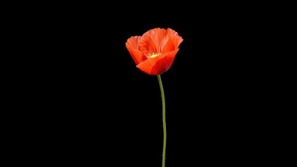 Vibrant Red Poppy Flower on Black Background, Perfect for Wallpaper, Art Print, or Greeting Card
