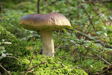 Boletus mushroom growing in a verdant forest setting, surrounded by vibrant green moss