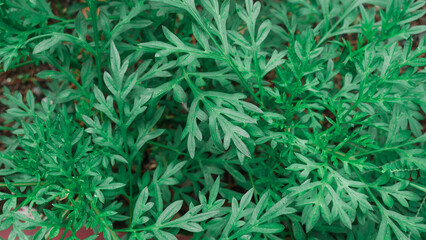 Lush dark green deciduous shrubs