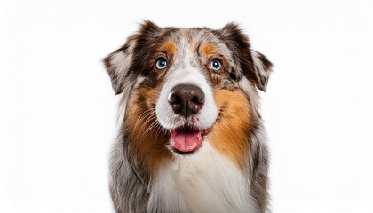 Fototapeta premium Australian Shepherd dog on isolated white background
