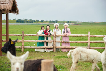Girls in Tibetan costumes are feeding alpacas