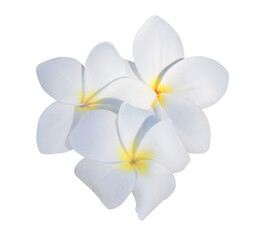 Fototapeta premium Plumeria or Frangipani or Temple tree flower. Close up white-yellow plumeria flowers bouquet isolated on transparent background. 