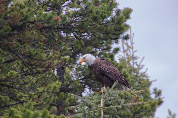 A Bald Eagle on a Branch