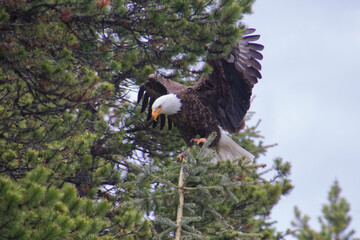 A Bald Eagle landing on a Branch