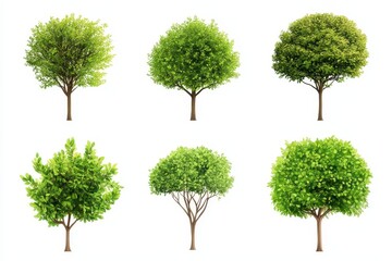 Set of bush and tree isolated in white background