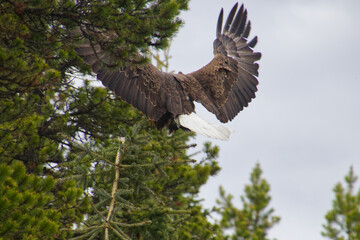 A Bald Eagle landing on a Branch