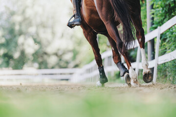 A dynamic close-up shot capturing a horse galloping with a focus on its hooves. The scene conveys motion and energy on a sandy equestrian path amidst a natural setting. © qunica.com