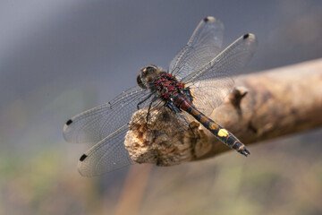 large white-faced darter or yellow-spotted whiteface (Leucorrhinia pectoralis), male, dragonfly, yellow spot, abdomen