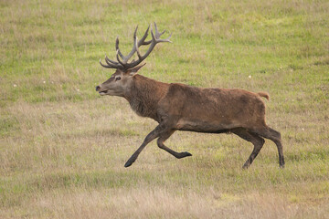 red deer running fast, cervus elaphus, moving, fast, running, male, antlers, silhouette, game, deer, mammal, wild, bull, antler, brown, hunting, meadow, autumn